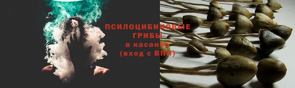 сатива Арсеньев
